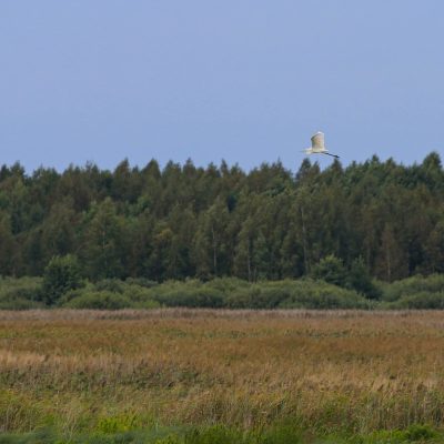 Great White Egret In The Siemianówka Reservoir