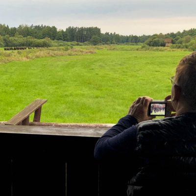Watching Bison In The Białowieża National Park
