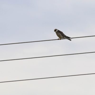 Red-footed Falcon In The Białowieża Forest