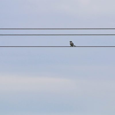 Great Grey Shrike In The Białowieża Forest