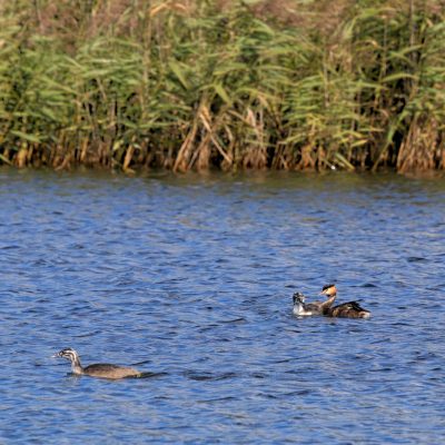 Great Crested Grebes In The Dojlidy Fishponds