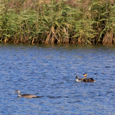 Great Crested Grebes In The Dojlidy Fishponds