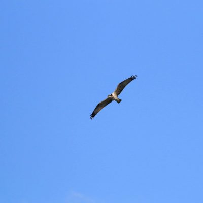 Osprey In The Biebrza Marshes