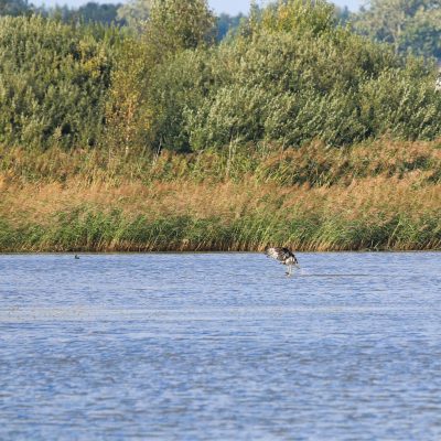 Osprey Catching Fish In The Fishponds