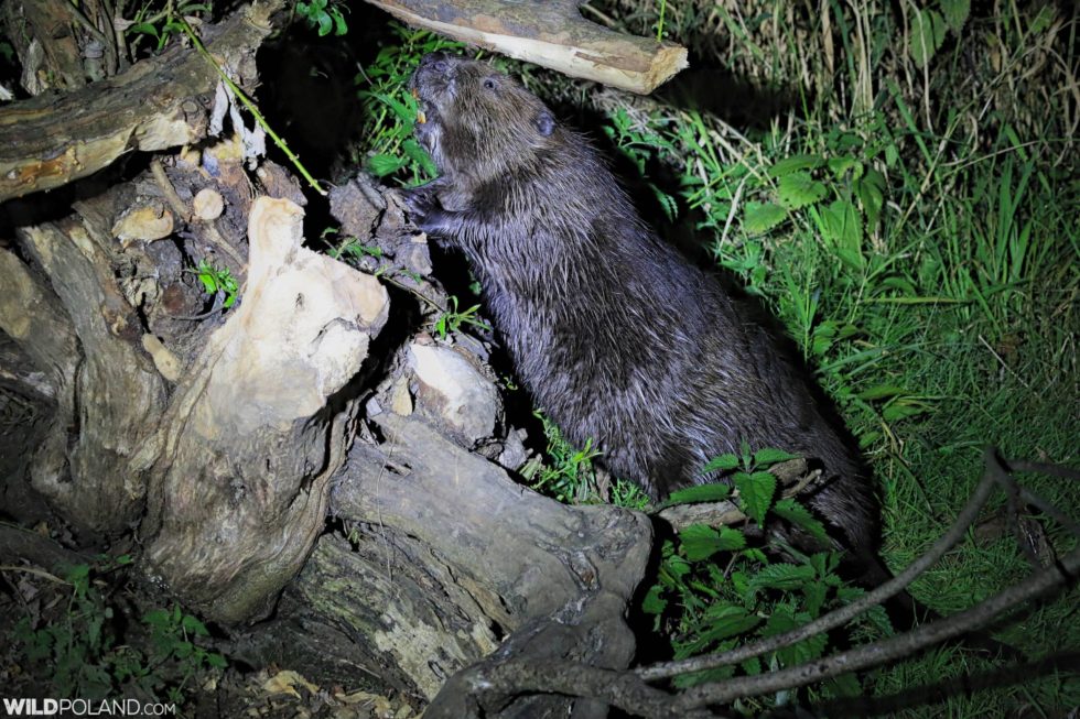 Beaver In The Biebrza Marshes