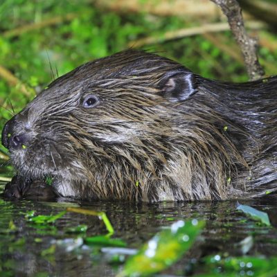 Beaver In The Biebrza Marshes