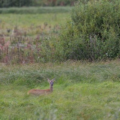 Roe Deer In The Biebrza Marshes