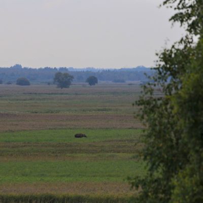 Elk (Moose) In The Biebrza Marshes