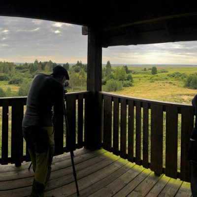 Elk (Moose) Watching In The Biebrza Marshes