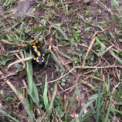 Spotted Salamander In The Bieszczady Mts