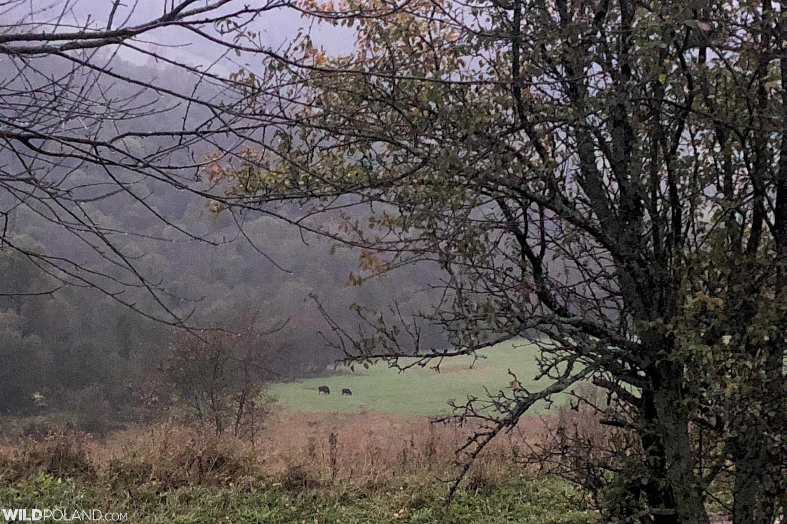 European Bison on a rainy evening in the Bieszczady Mts
