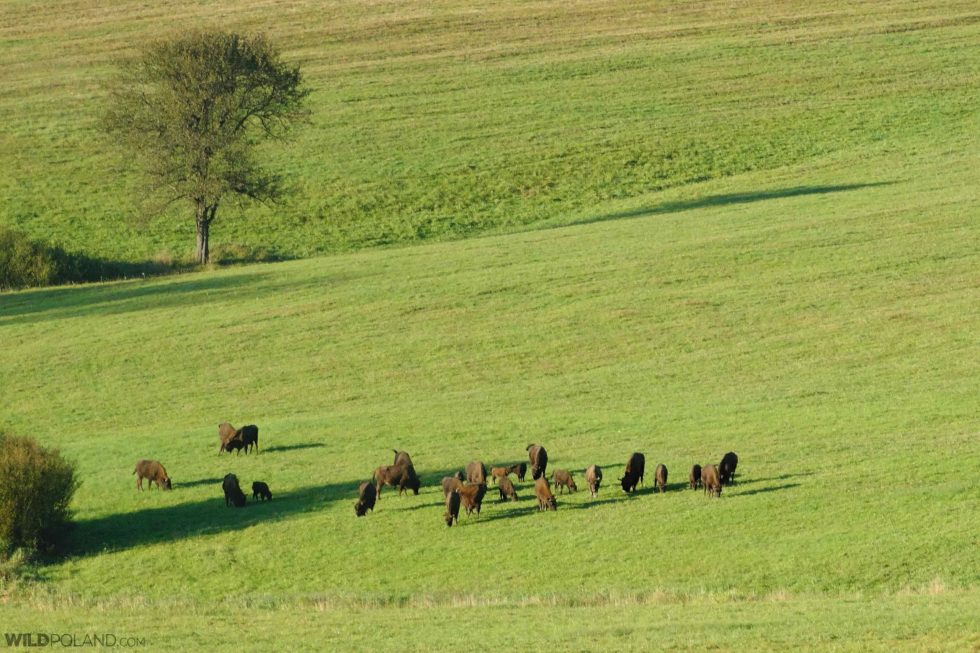 Bison Herd In The Bieszczady Mountains, Eastern Carpathians