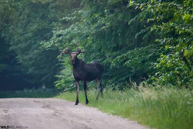 Alces Alces, Élan In The Białowieża Forest, Wild Poland