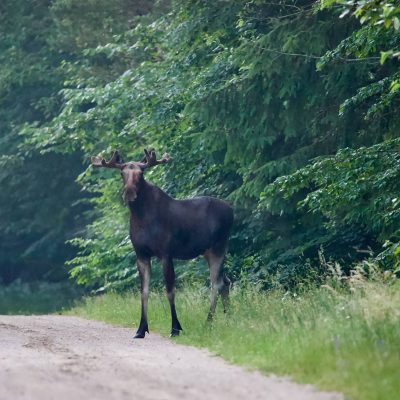 Alces Alces, Élan In The Białowieża Forest, Wild Poland