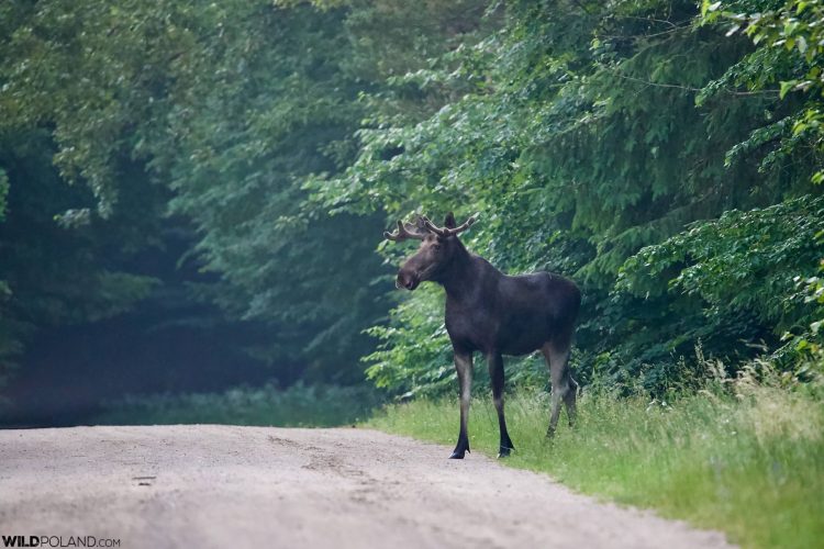 Elk (Moose) Seen On Our Tour In June 2021