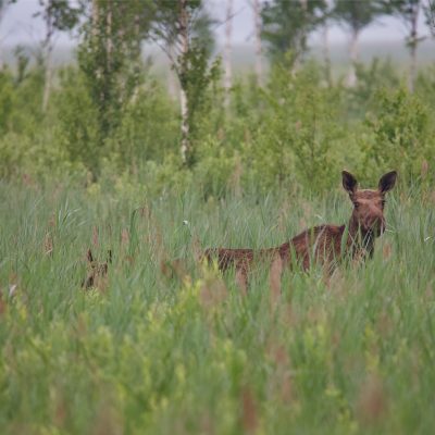 Alces Alces, Élan In The Biebrza Marshes, Wild Poland