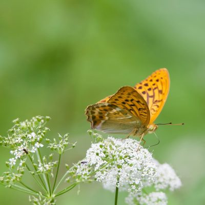Argynnis Paphia, Tabac D'Espagne In The Białowieża Forest, Wild Poland