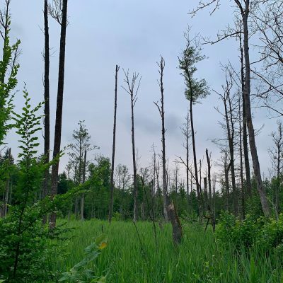 Białowieża Forest, Wild Poland