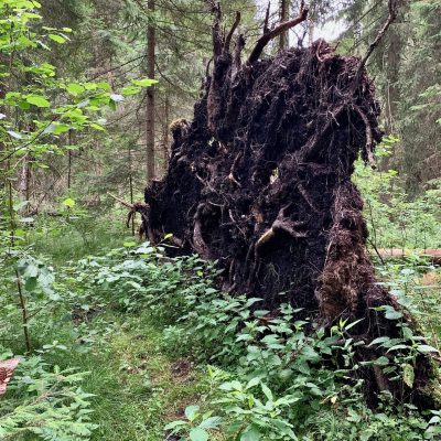Białowieża Forest