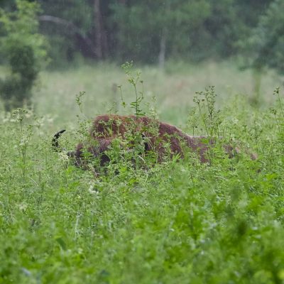 Bison In The Białowieża Forest