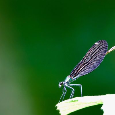 Calopteryx Virgo, Caloptéryx Vierge In The Białowieża Forest