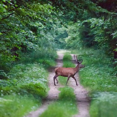 Cerf élaphe, Cervus Elaphus In The Białowieża Forest, Wild Poland