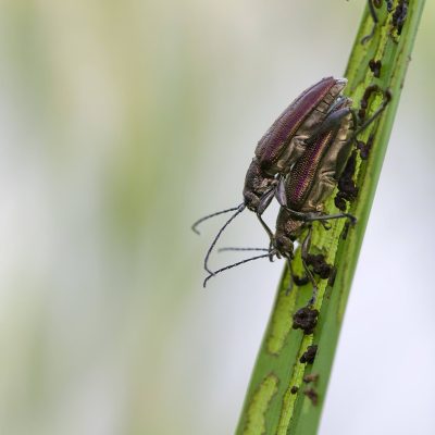 Donacia Sp. In The Biebrza Marshes