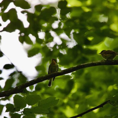 Gobe-mouche Nain, Ficedula Parva In The Białowieża Forest, Wild Poland