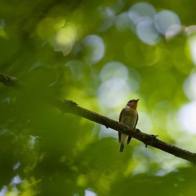Gobe-mouche Nain, Ficedula Parva In The Białowieża Forest, Wild Poland