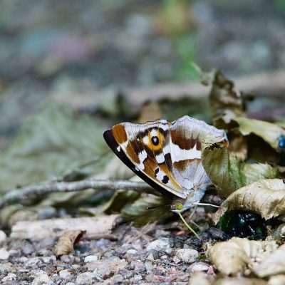 Grand Mars Changeant, Apatura Iris In The Białowieża Forest