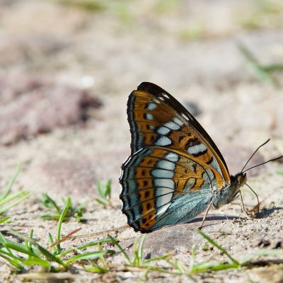 Grand Sylvain, Limenitis Populi In The Białowieża Forest