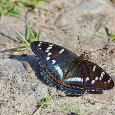 Grand Sylvain, Limenitis Populi In The Białowieża Forest