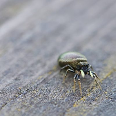 Heliophanus Sp. In The Biebrza Marshes