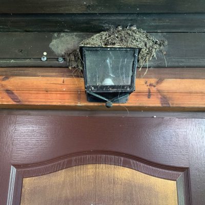 Hirondelle Rustique, Hirundo Rustica Nest At The Room Entrance In The Biebrza Marshes, Wild Poland