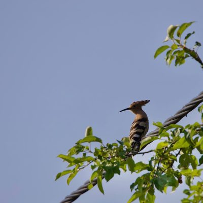 Huppe Fasciée, Upupa Epops In The Biebrza Marshes