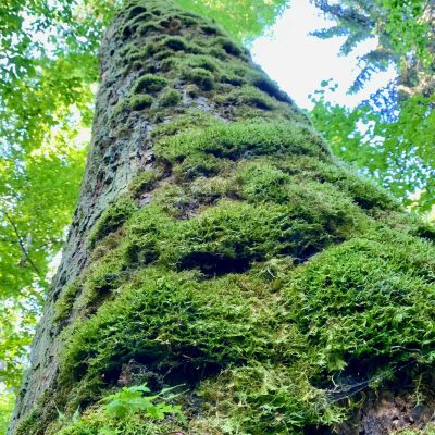 In The Strict Reserve Of Białowieża National Park, Wild Poland