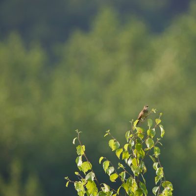 Locustelle Tachetée, Locustella Naevia In The Biebrza Marshes