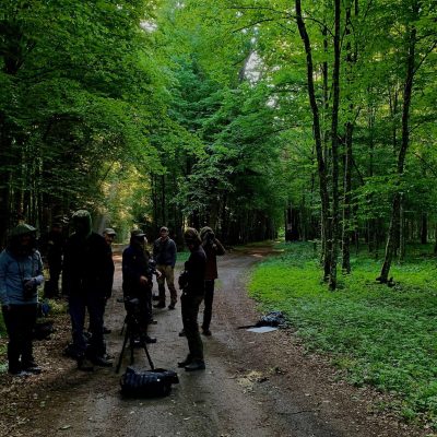 On The Lookout For Wolves In The Białowieża Forest, Wild Poland