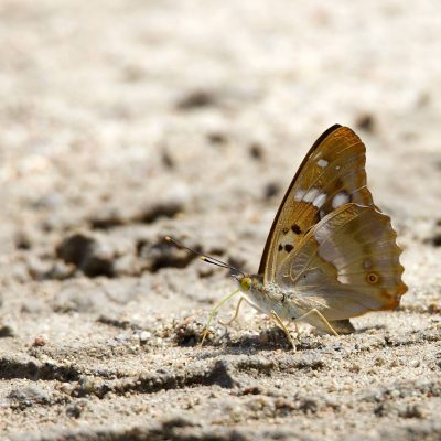 Petit Mars Changeant, Apatura Ilia In The Białowieża Forest