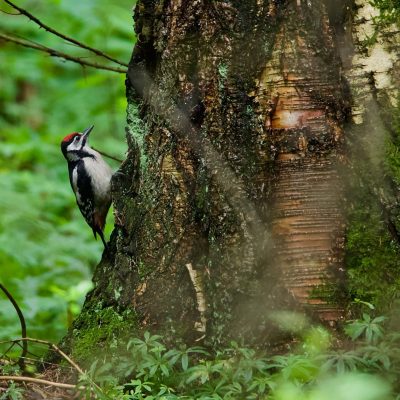 Pic épeiche, Dendrocopos Major In The Białowieża Forest