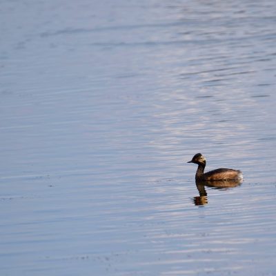 Podiceps Nigricollis, Grèbe à Cou Noir, Dojlidy Fishponds, Wild Poland