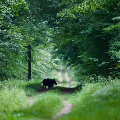 Sanglier, Sus Scrofa In The Białowieża Forest, Wild Poland