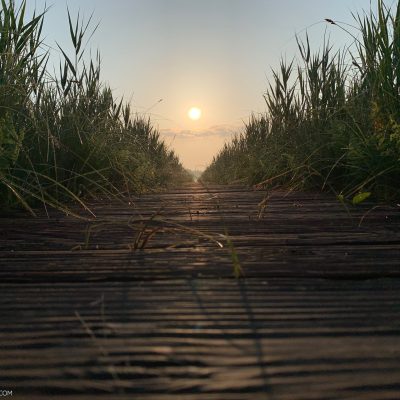 Sunrise In The Biebrza Marshes, Wild Poland