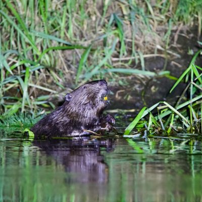 Castor D'Europe, Castor Fiber In The Biebrza Marshes, Wild Poland