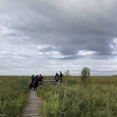 Watching Elks In The Biebrza Marshes