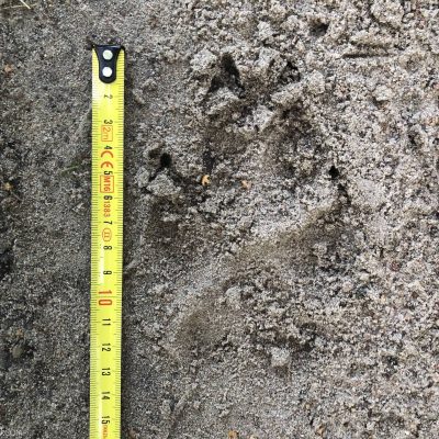 Wolf Footprint In The Białowieża Forest