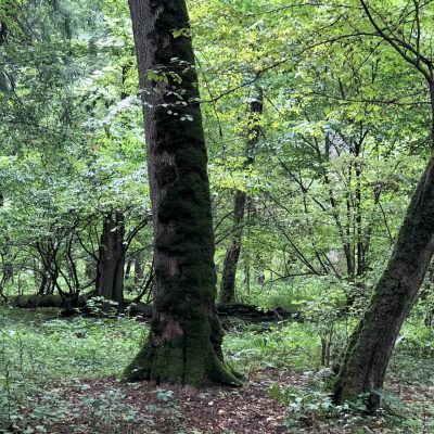 Białowieża National Park