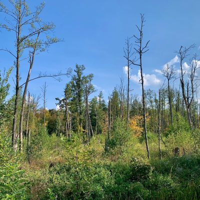 Białowieża Forest, Wild Poland