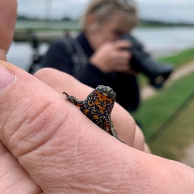 Fire-bellied Toad In The Biebrza Marshes, WIld Poland