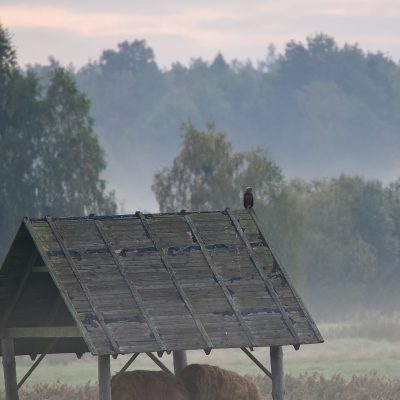Lesser Spotted Eagle In The Białowieża Forest, Wild Poland